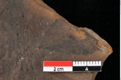 Foto (Detailansicht) von Glyptostrobus europaeus Brongniart (NHMW-GEO-2024-0188-0174)